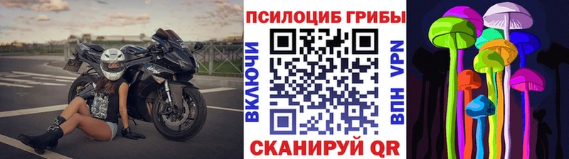 купить наркоту  Пыталово  Галлюциногенные грибы Psilocybe 